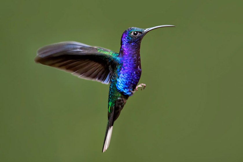 humming bird